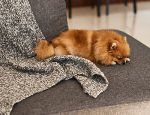 Great Breeds For People Who Want Small Dogs