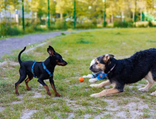 How to Keep Your Dog Young