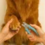 Golden Grooms Sanger Texas Services Extra Walkins