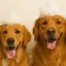 Golden Grooms Sanger Texas Services Pet Grooming
