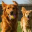 Golden Grooms Sanger Texas Services Pet Hotel Daycare