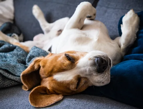 Why Do Dogs Sleep So Much?