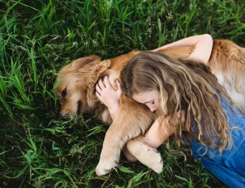 Reasons For A Golden Retriever