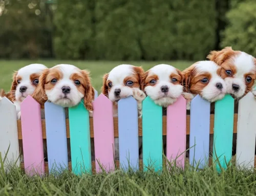 The Secret Life of Puppies Revealed