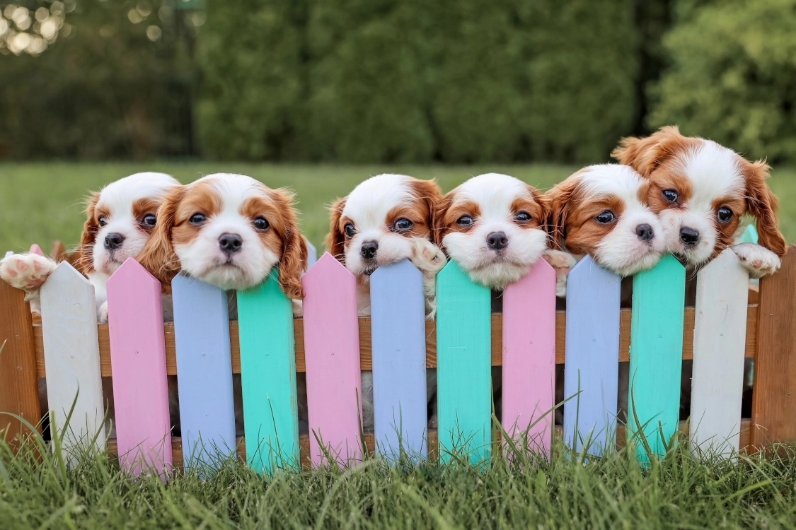 Golden Grooms Sanger Texas puppies
