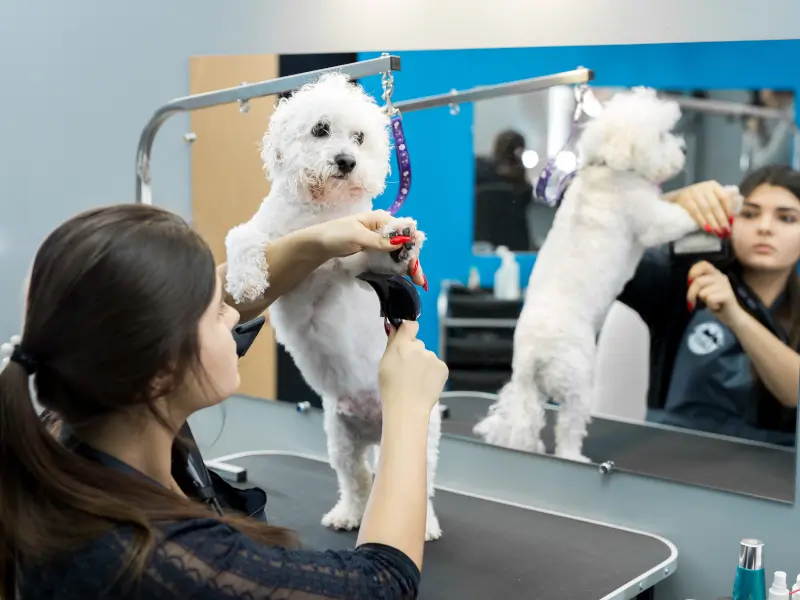 Golden Grooms Sanger Texas Grooming Station
